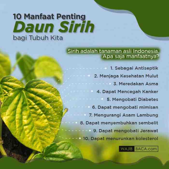 Manfaat Daun Sirih Untuk Kesehatan